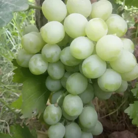Muscat üzümü ( Düye gumalak)