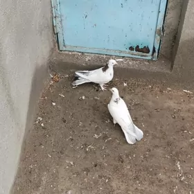 kepderi кепдери голуб