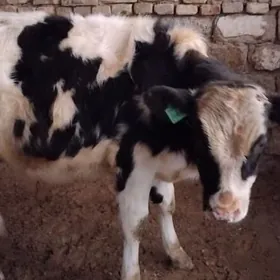 GALIŞTEY OKÜZ ARASSA