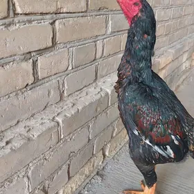 Байцовы хораз