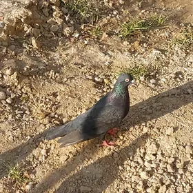 kepderi кепдери