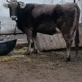 şwes tohum göleli sygyr