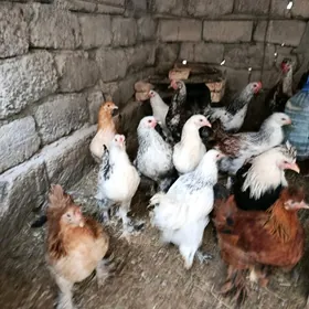 balgar brama towuk jüje