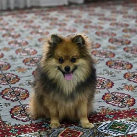 шпиц 8 айлык