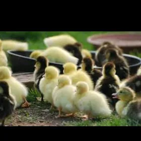 yasylbas ordek juyje