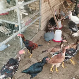 baysy horaz towuk arassa ozbek