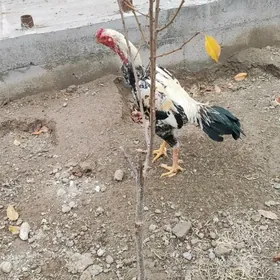 байес хороз