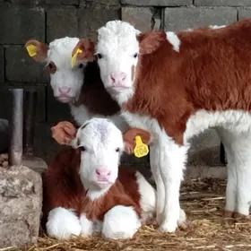 Simental Öküz Göle Tüwe