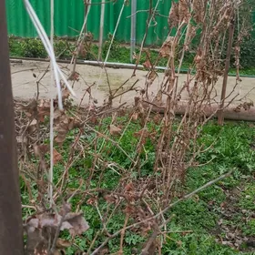 Şetdaly we üzüm nahallary