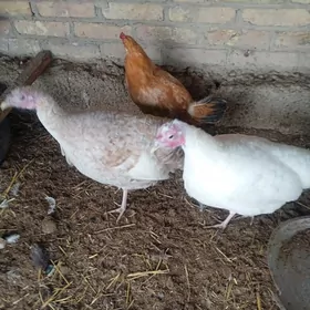 Urgacy induk , Horaz