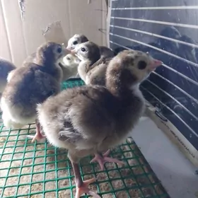 индюк жуйже