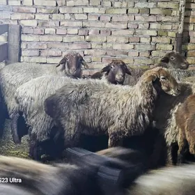 Богаз гойун