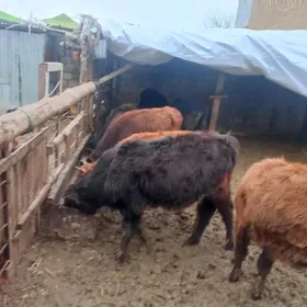 öküzçe tüwe öküz göle