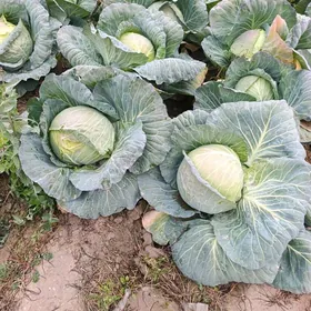 1GETDAR GOWRAK SATLYK KELEM