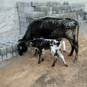 сунягогеги