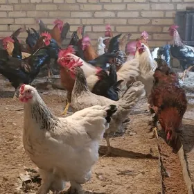 Gegant broŷ towuklar horazlar