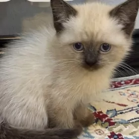 сиамаская кошка