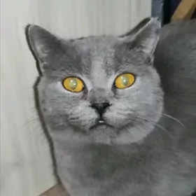 Британский кот