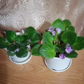 комнатные цветы