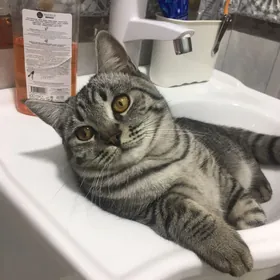 кот британец в добрые руки