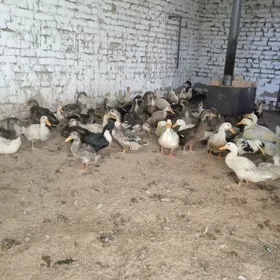 Ýaşylbaś ördekler