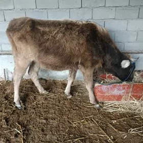 8 aýlyk bogaz sygyr