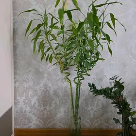 Bambuk/ Бамбук