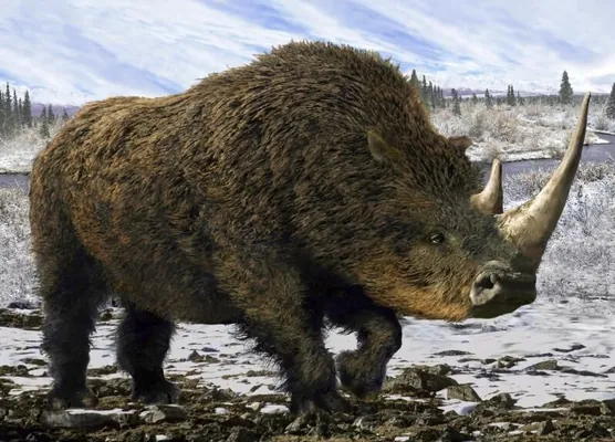Остатки пищи древнего волка помогли изучить шерстистого носорога, жившего 14 тыс. лет назад