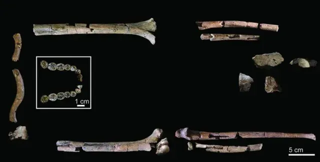 Alymlar 2 mln ýyl ozal ýaşan «başarnykly adamy» doly suratlandyryp bildi