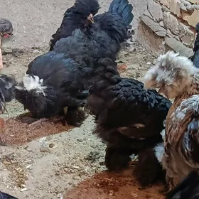 trouka tovuktrouka tovuk