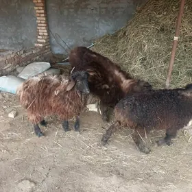 goyun urkacy ve erkek