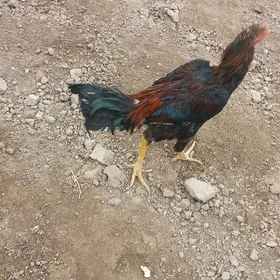 paroda dekan horaz mekan