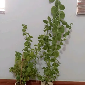 Лимонницца