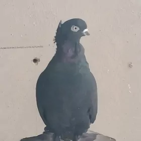 Черный лохматый голубка