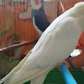 Корела попугай