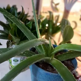 Aloe gul