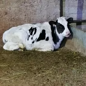 golştin tūve õkūz