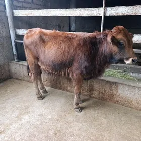 arassa şiwes öküz