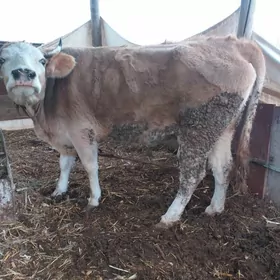 татар сментал