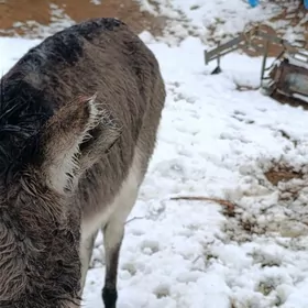 𝒆𝒓𝒌𝒆𝒌 𝒆𝒔𝒆𝒌