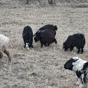 ой хайванлары