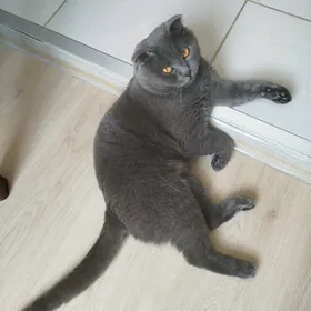 Обьявление