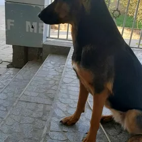 ​ Nemis (Awçarka) Gujukleri