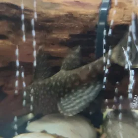 Сомики ацитрус