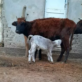 ÝAŞAJYK GÖLELI SYGYR YASMAL