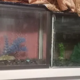 аквариум аквариум аквариум