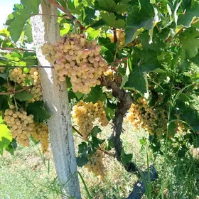 Üzum gektar yasyl depe