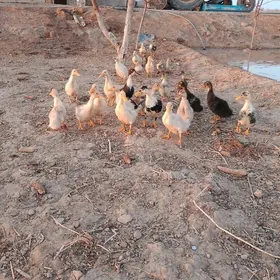 ördek juýje 2 aylyk