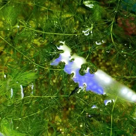 синие креветки