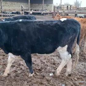 simental meydan okuz